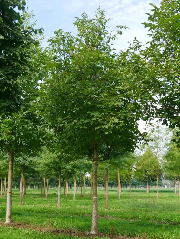 Jungbaum Juglans Regia