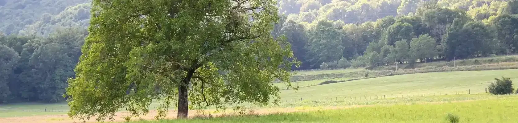 Walnussbaum Solitär auf Walnuss24